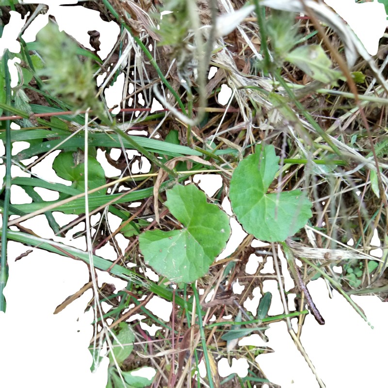 Cat's-foot Herb Factory - Health Care Tea Raw Material Dried Hydrocotyle Asiatica