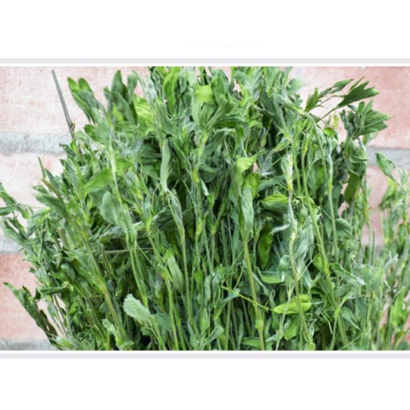 Dried Plants Cuts Manufacturer - Natural Pure Chilean Clover Lucerne Buffalo Grass