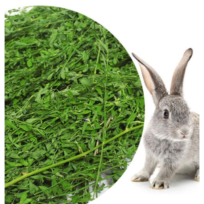 Dried Plants Cuts Manufacturer - Natural Pure Chilean Clover Lucerne Buffalo Grass