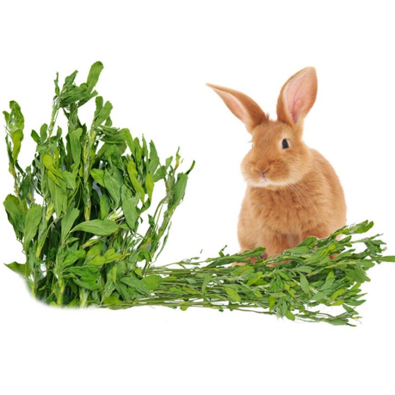 Dried Plants Cuts Manufacturer - Natural Pure Chilean Clover Lucerne Buffalo Grass