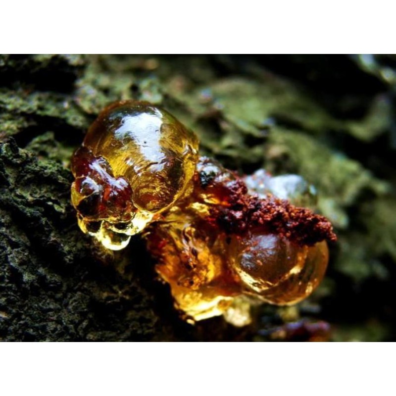 Peach Gum Manufacturer - High Quality Bulk Supply Natural Peach Gum Blocks