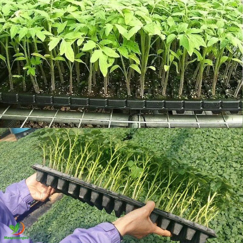 Nursery Trays Manufacturer - 72 105 128 162 200 Cells Seedling for Tomato Chilli Broccoli Onion Germination