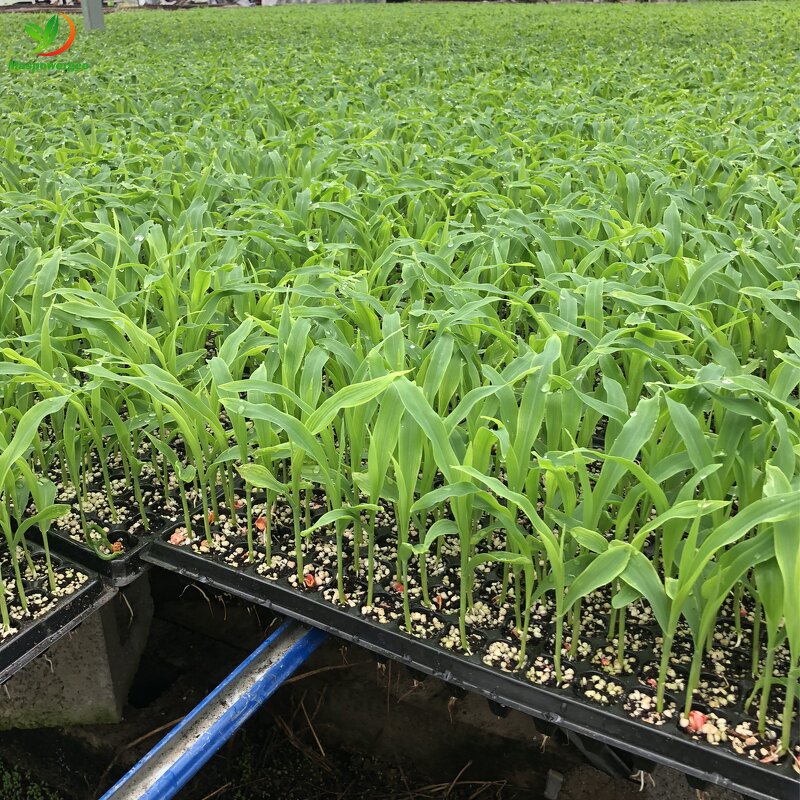 Seedling Tray Manufacturer - 72 105 128 200 Holes Ps Seed Planter Nursery for Plants Fruits Vegetable Flower