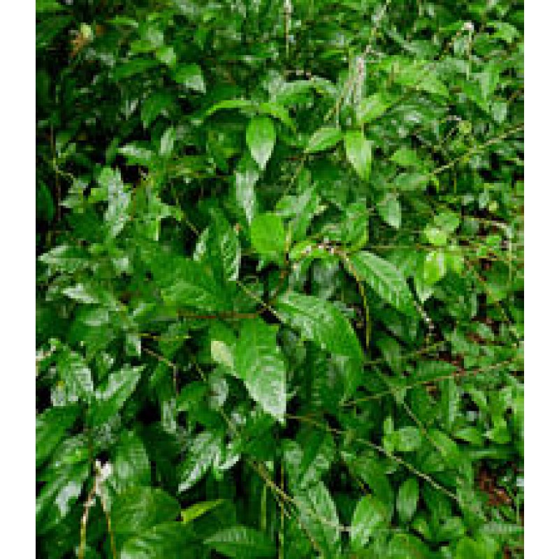 Immunity Capsules Factory - Nutritional Supplement Private Label Anamu