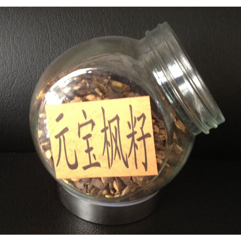 Acer Truncatum Oil Factory - Rich in 5% Neuroacids Plant Health Oil