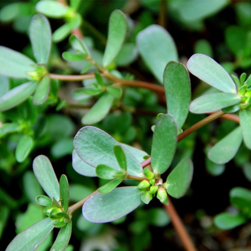 Purslane Extract Powder Manufacturer - Cosmetic Ingredients Water-soluble