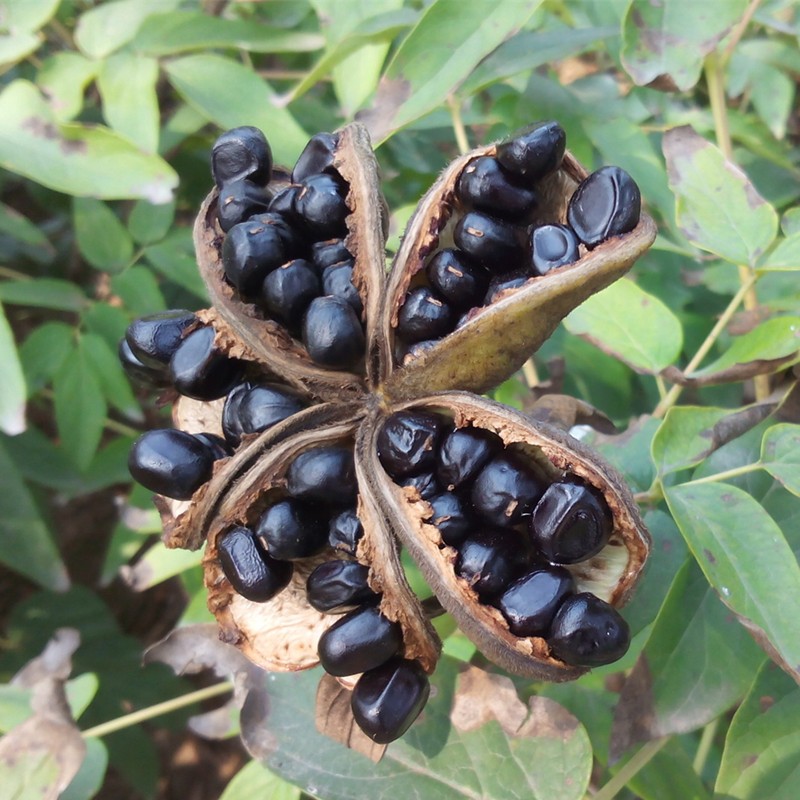 Peony Seed Oil Manufacturer - Top Quality Cold Press Nutritional Health Oil