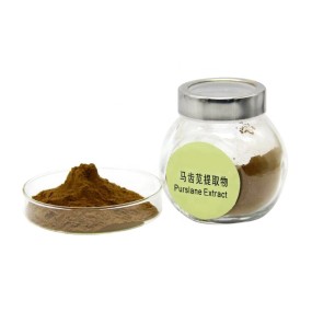 Purslane Extract Powder Manufacturer - Cosmetic Ingredients Water-soluble