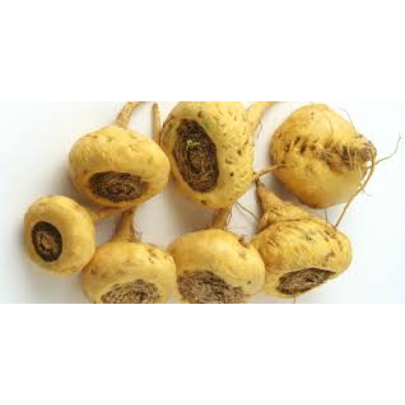 Maca Capsules Manufacturer - Strong Fitness Body Supplement Men Health