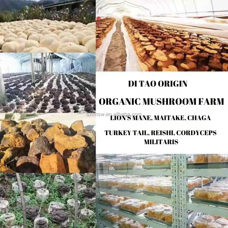 Lion's Mane Capsules Factory - OEM/ODM Organic Extract Memory Concentration