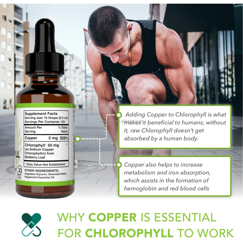 Direct Factory Wholesale Source Bottle Chlorophyll Liquid Drops Organic Healthcare Supplement  Chlorophyll Drops