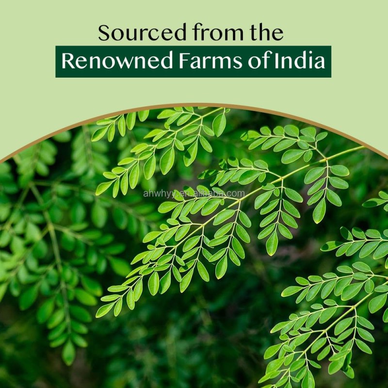 Low Price Natural Moringa Leaf Tea Health Flavored Moringa Tea Flat Tummy Tea