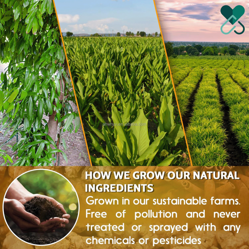 OEM/ODM Herbal Golden Ingredients Natural Organic Ginger Tea Bag Premium Natural Turmeric Ginger Cinnamon Tea