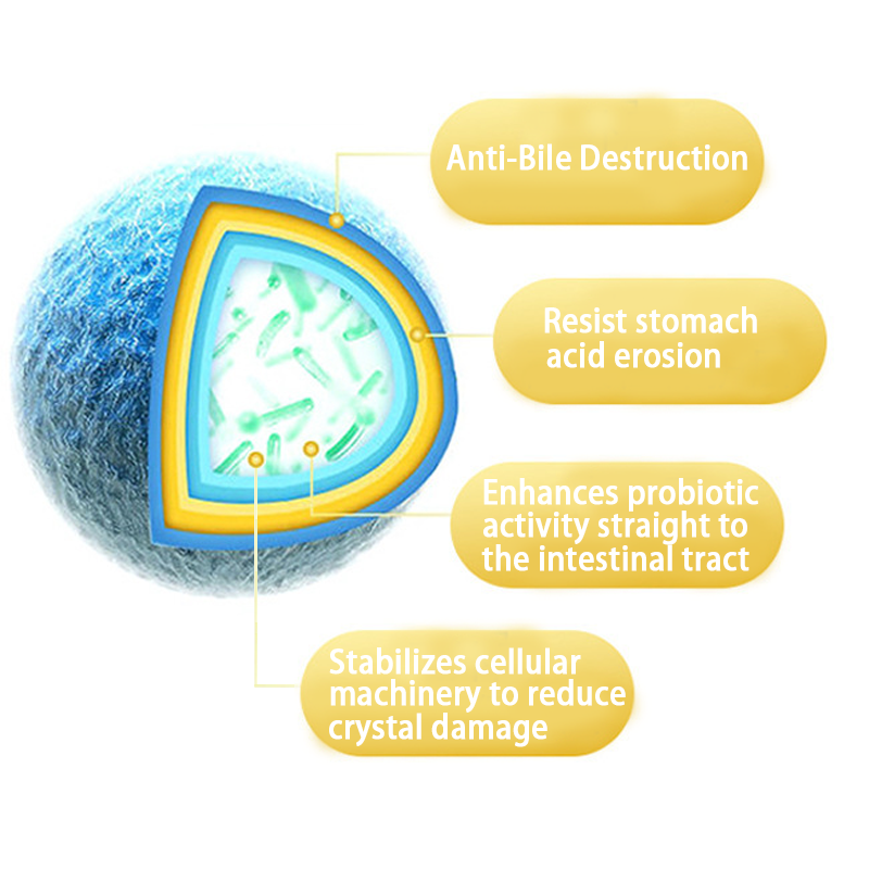 Probiotic Powder Supplier - Daily Wellness 10 Billion CFU