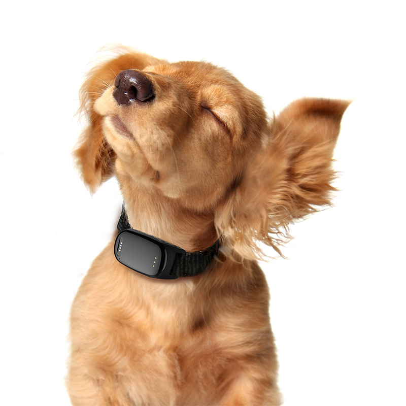 Pet GPS Tracker Manufacturer - 2022 Best Buy Real Time Puppy Cat Locator Collars with APP