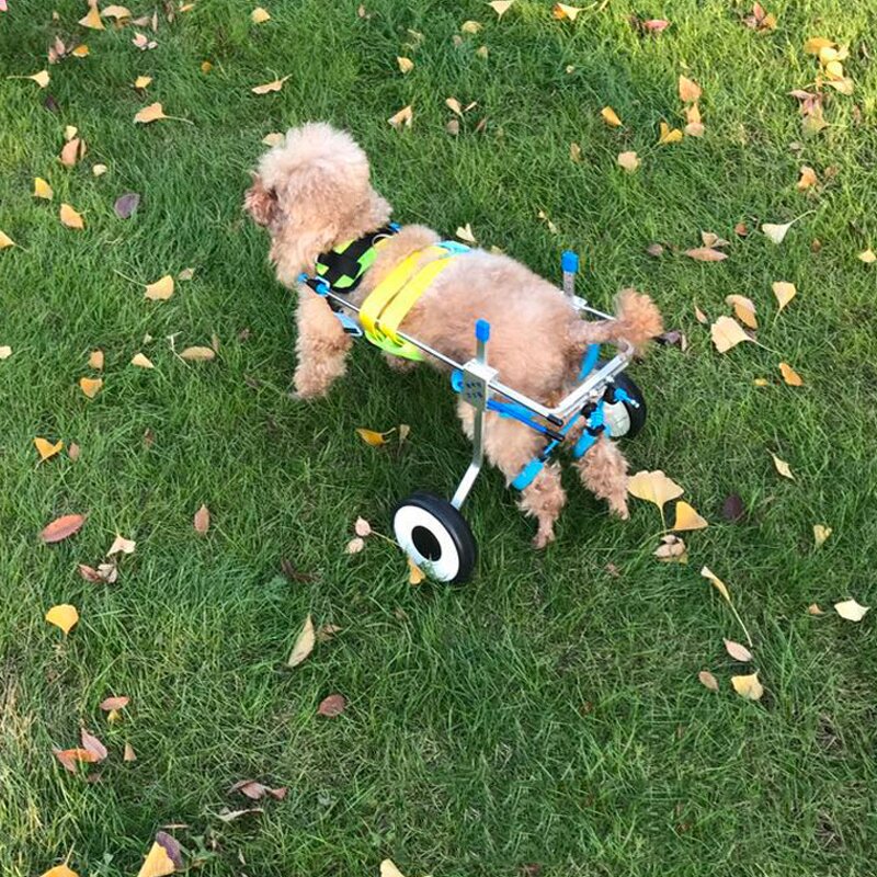 Pet Wheelchair Manufacturer - Dog Disability Scooter Adjustable for Hind Limbs Paralysis