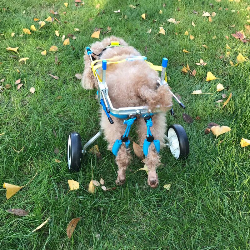 Pet Wheelchair Manufacturer - Dog Disability Scooter Adjustable for Hind Limbs Paralysis