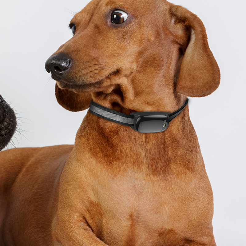 Pet GPS Tracker Manufacturer - 2022 Best Buy Real Time Puppy Cat Locator Collars with APP