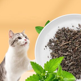 Catnip Toys Manufacturer - Hot Sale Nature Safety Organic Dried Leaf Catnip Mint Teeth Cleaning