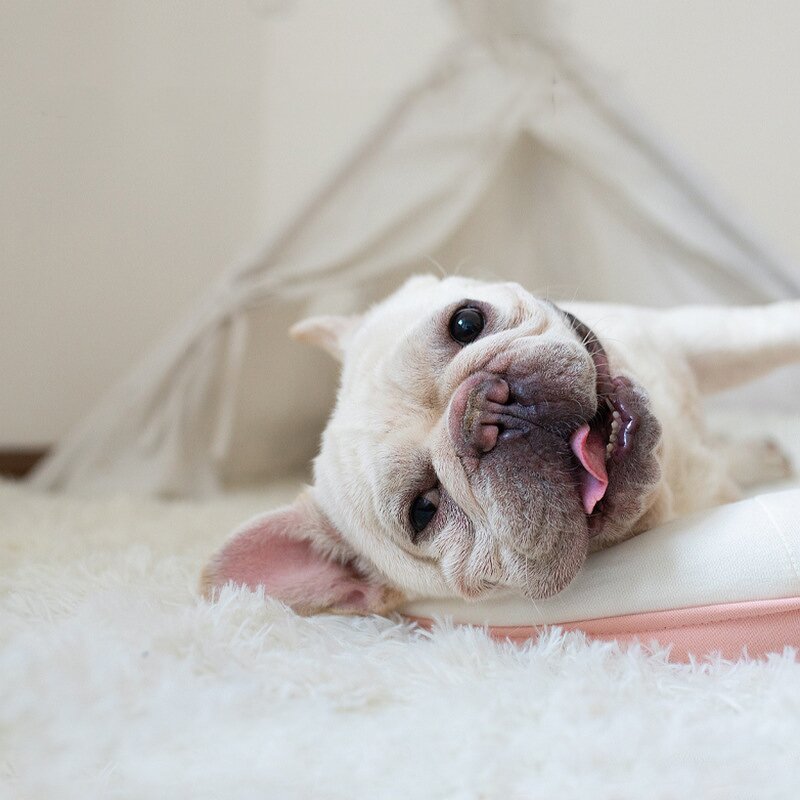 Pet Blanket Manufacturer - Luxury Four-Season Warm Cat Dog Soft Plush House Mat with Print