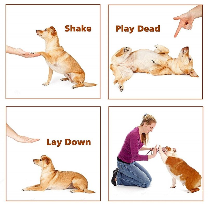 Dog Training Clicker Manufacturer - Colorful Portable with Wrist Strap Pet Sound Trainer