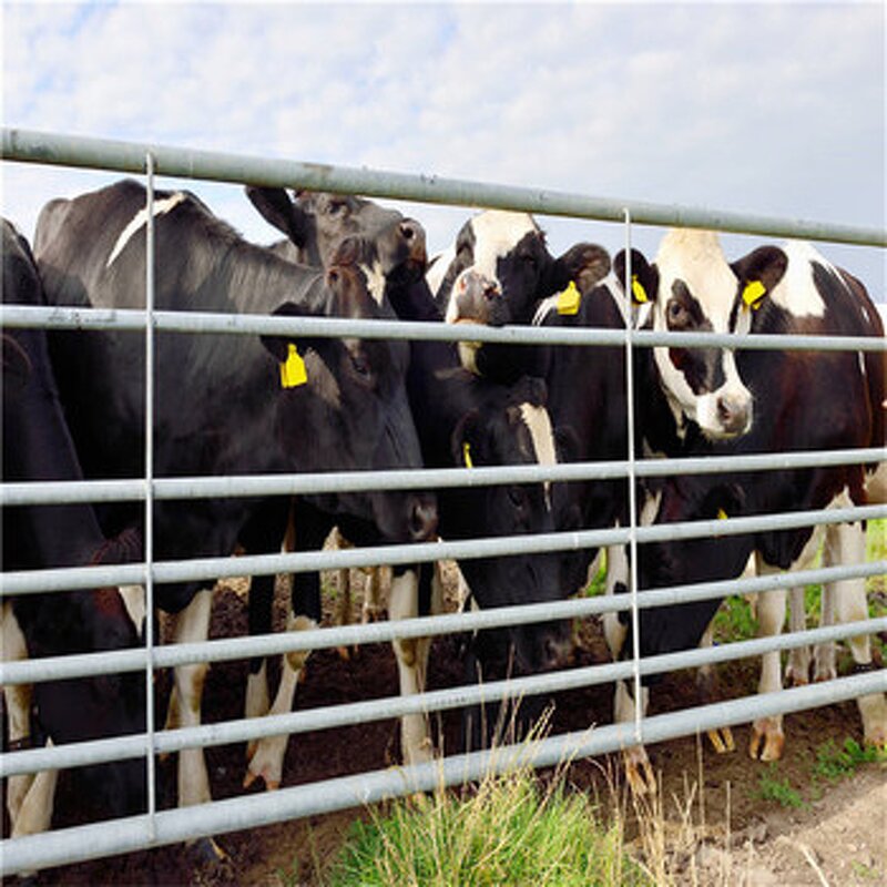 Horse Yard Panel Manufacturer - New Style Cattle Panel Galvanized Portable Fence for Sale
