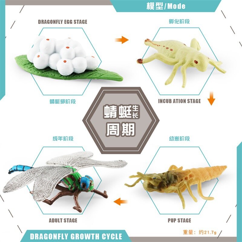 Insect Life Cycle Model Manufacturer - Lelewu Simulation Dragonfly Snail Grasshopper Mosquito Growth Science Education Decoration