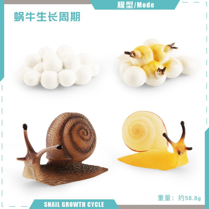 Insect Life Cycle Model Manufacturer - Lelewu Simulation Dragonfly Snail Grasshopper Mosquito Growth Science Education Decoration