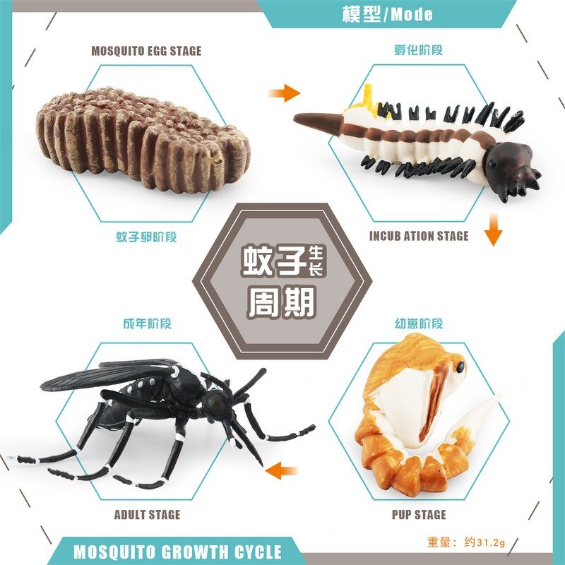 Insect Life Cycle Model Manufacturer - Lelewu Simulation Dragonfly Snail Grasshopper Mosquito Growth Science Education Decoration