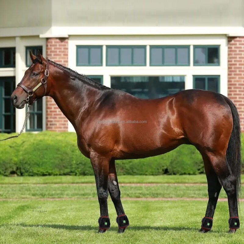 Horse Tendon Boots Manufacturer - 2025 Built-In Battery 660nm 850nm Therapy Hot Leg Infrared Wraps for Hock