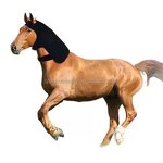 Equine Red Light Therapy