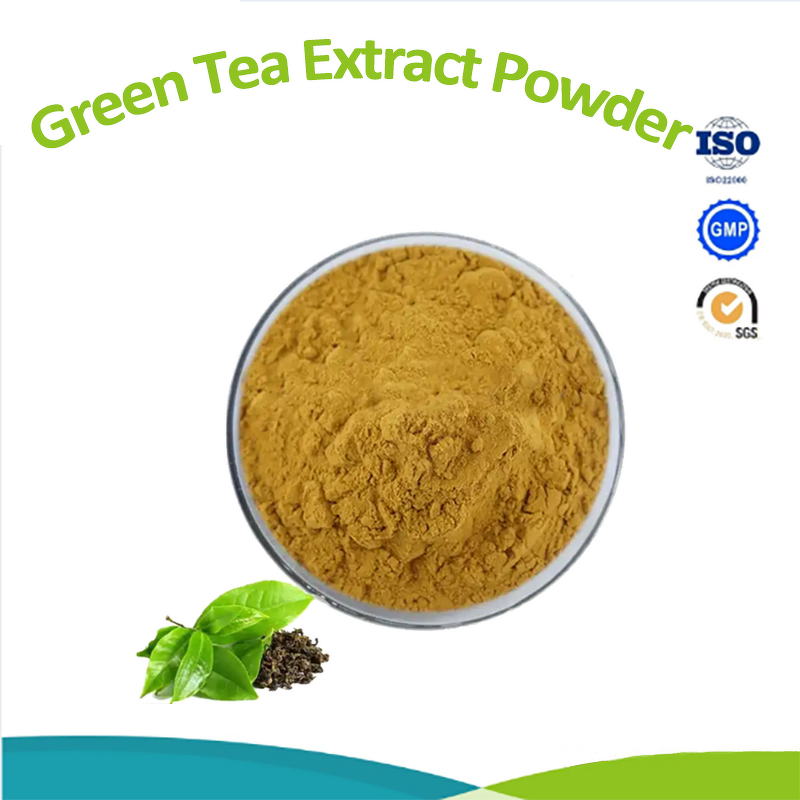 Artichoke Extract Powder - Cynara Scolymus 5% Chlorogenic Acid Plant Extract