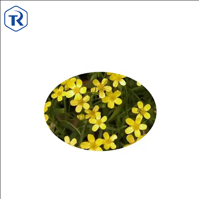 Angelica Sinensis Extract - Food Supplement Angelica Root Extract Powder