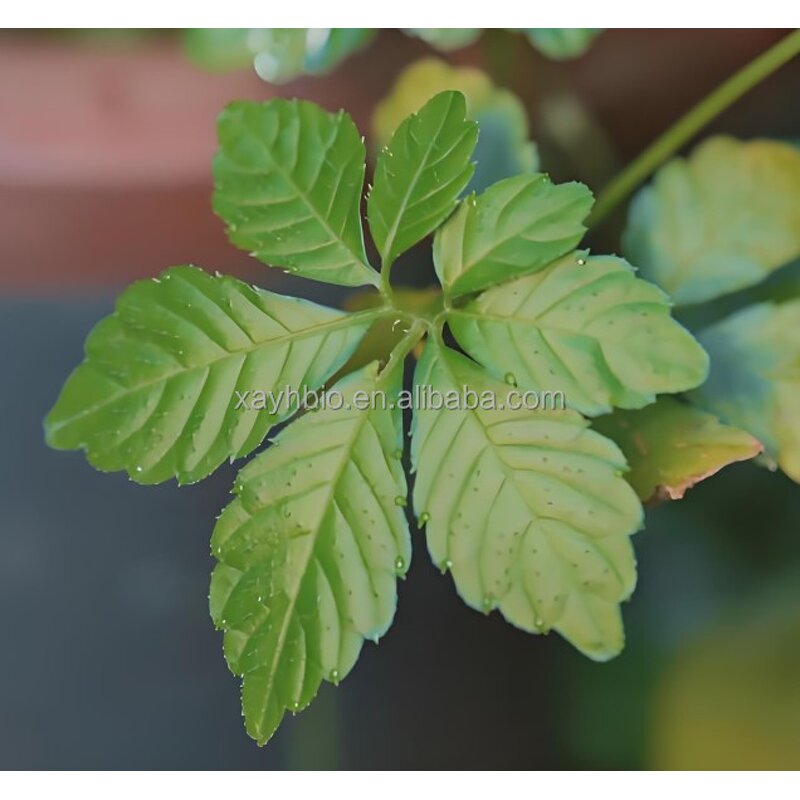 Jiaogulan Extract - Free Sample 20:1 Gynostemma Pentaphyllum 98% Powder