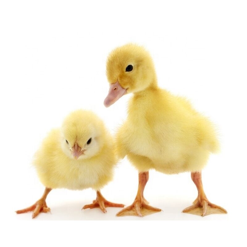 L-Methionine Powder - High Quality 99% Poultry Feed Grade DL-Methionine