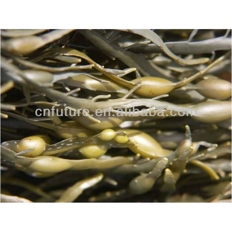 Bloom Booster Fertilizer Manufacturer - Bloom Nutrition Biostimulant