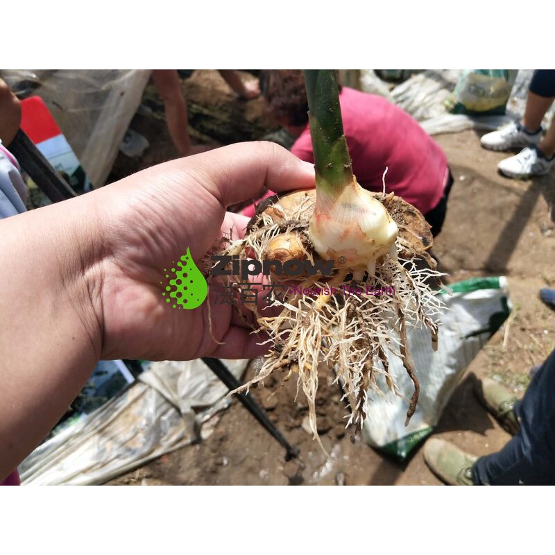 Bio Bacteria Fertilizer Manufacturer - 100% Organic Granular for Root