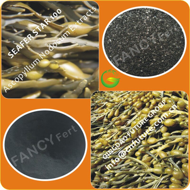 Seaweed Powder Extract Manufacturer - HB High Effect Factory Product Kelpbextract