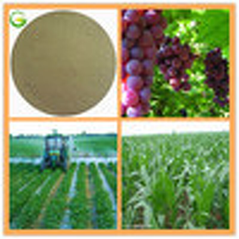 Amino Acid Powder Manufacturer - Hot Selling Organic with 50%-80% Amino Acid