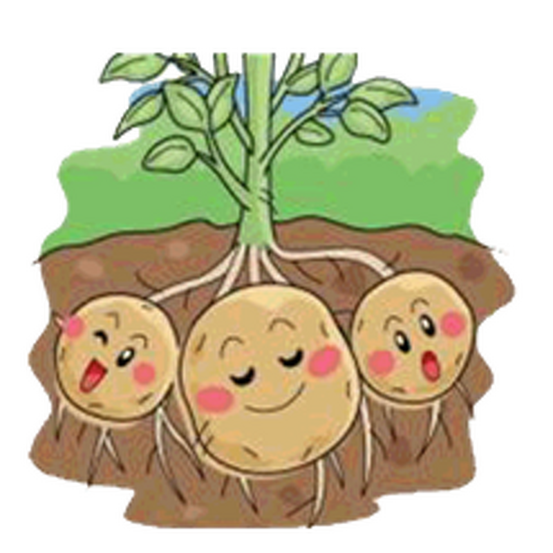 Bio Bacteria Fertilizer Manufacturer - 100% Organic Granular for Root