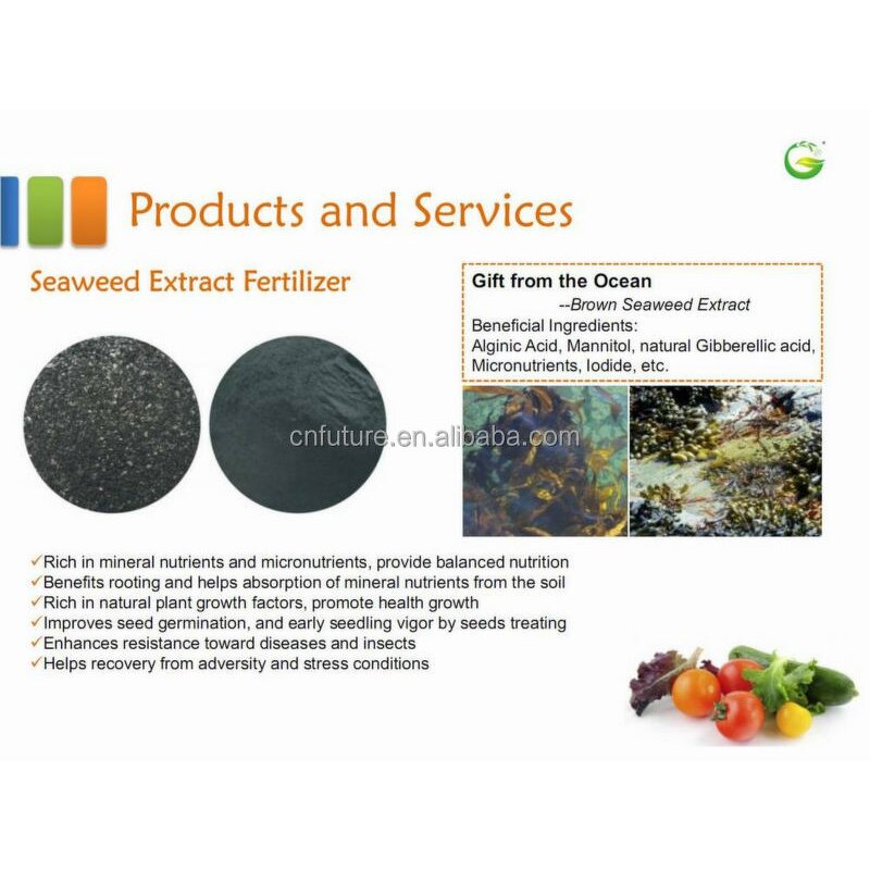 Seaweed Extract Powder Manufacturer - 100% Organic Fertilizer