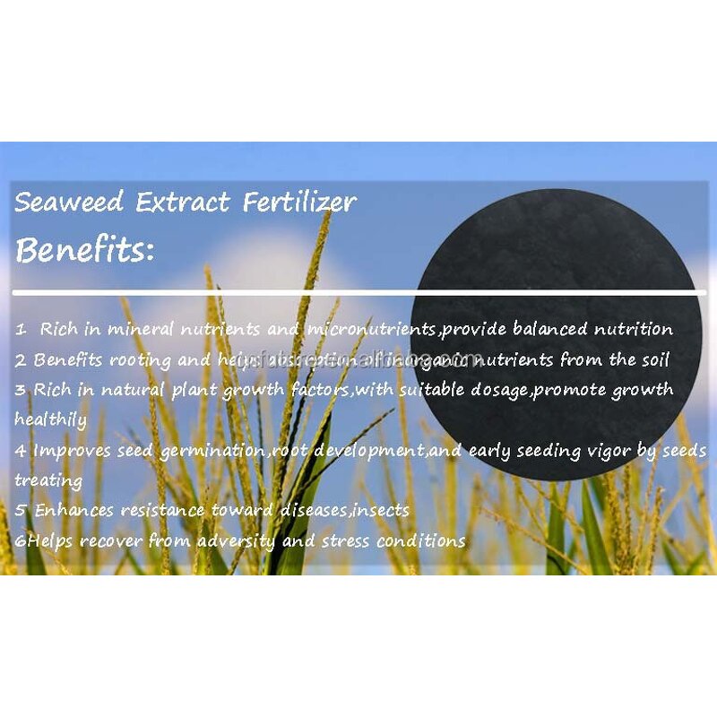 Seaweed Extract Powder Manufacturer - 100% Organic Fertilizer