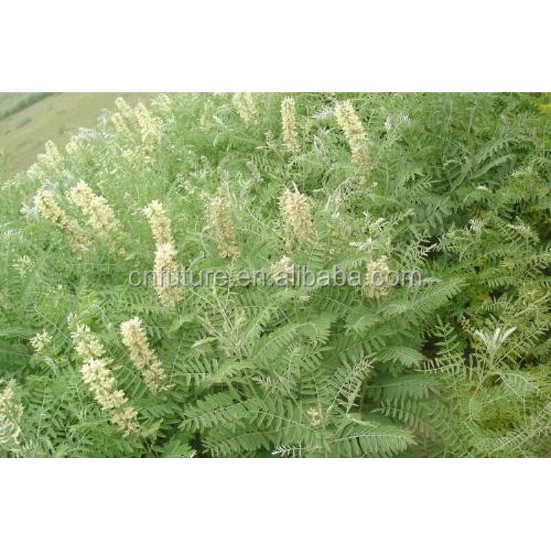 Organic Pesticide Manufacturer - Pesticides Insecticide