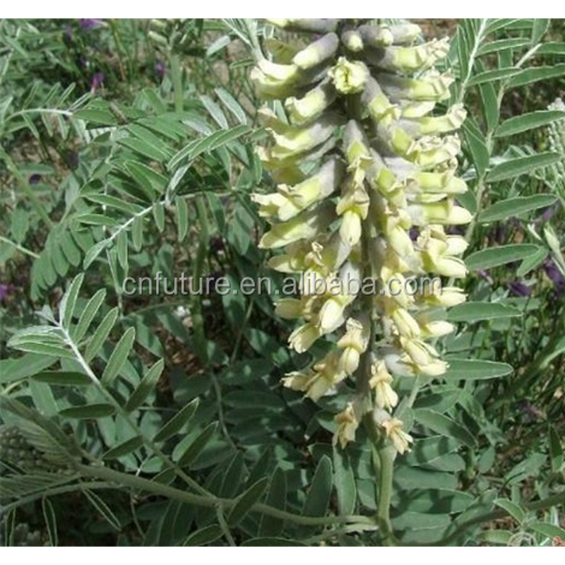 Organic Pesticide Manufacturer - Pesticides Insecticide