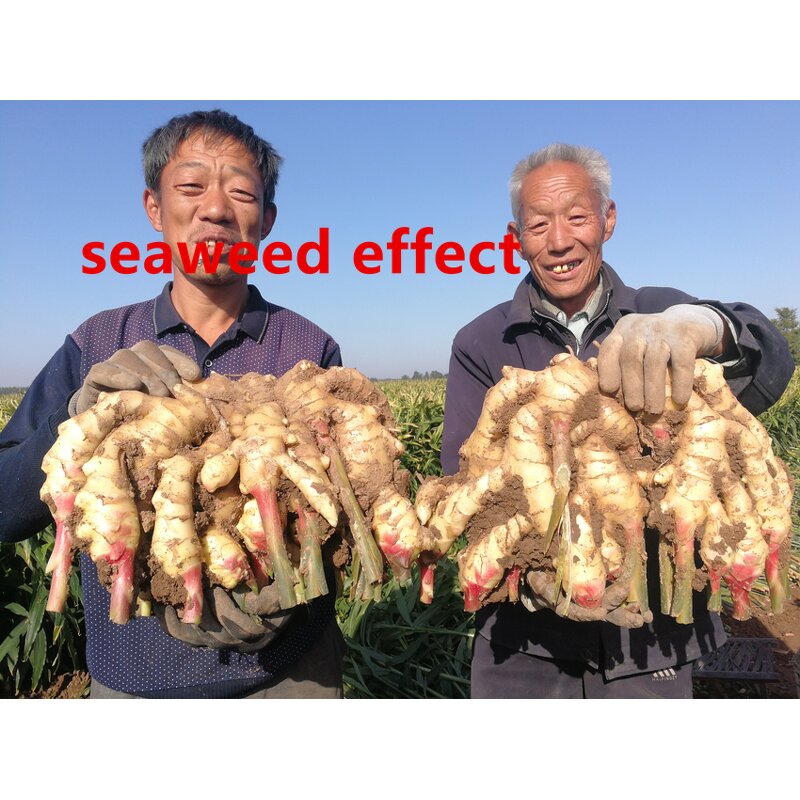 Urea Granular Fertilizer Manufacturer - Carbamide