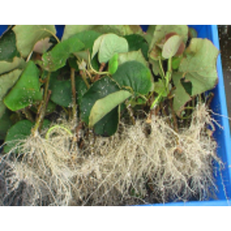 Bio Bacteria Fertilizer Manufacturer - 100% Organic Granular for Root