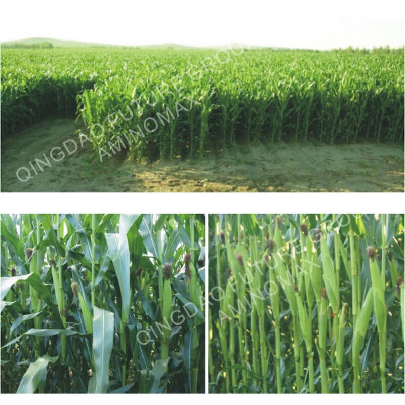 Amino Acid Powder Manufacturer - Hot Selling Organic with 50%-80% Amino Acid