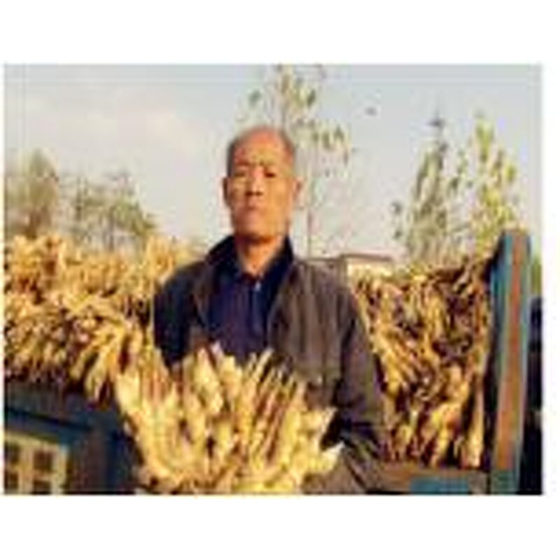 Bio Bacteria Fertilizer Manufacturer - 100% Organic Granular for Root