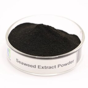 Seaweed Extract Powder Manufacturer - Authentic Agricultural Export-grade Rooting Foliar Fertilizer