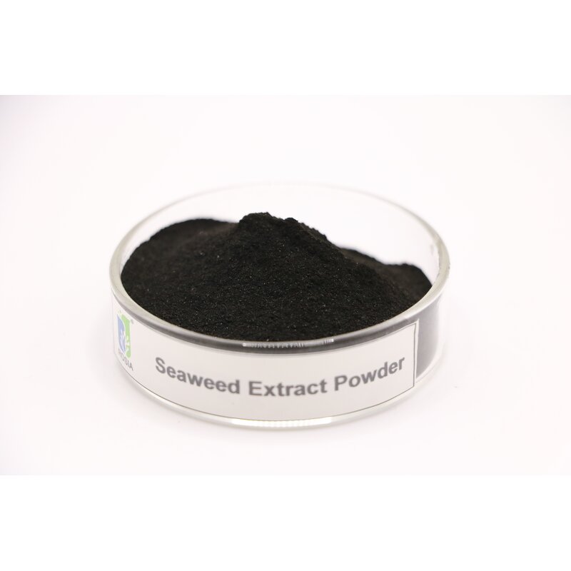 Seaweed Extract Powder Manufacturer - Authentic Agricultural Export-grade Rooting Foliar Fertilizer